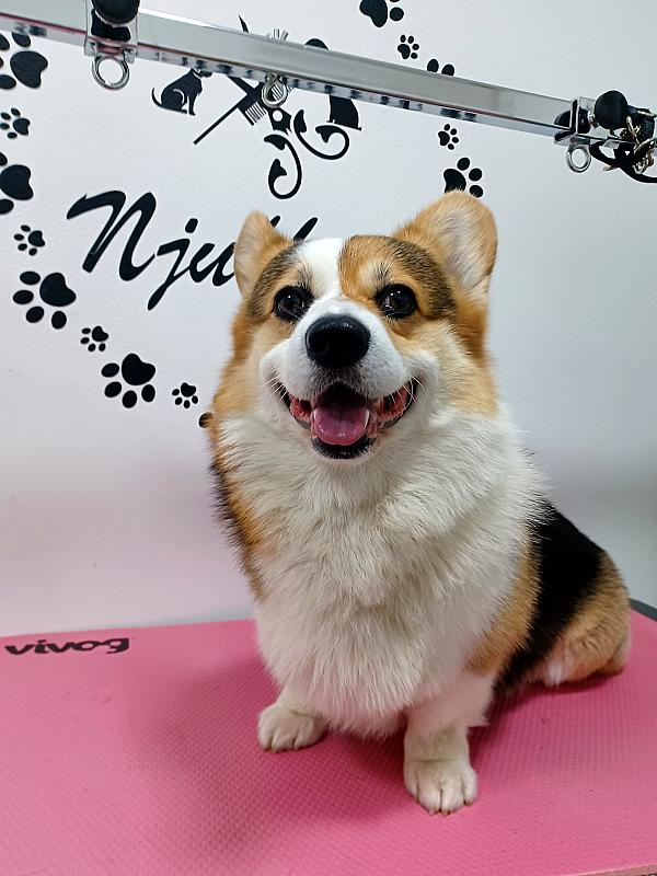 Corgy